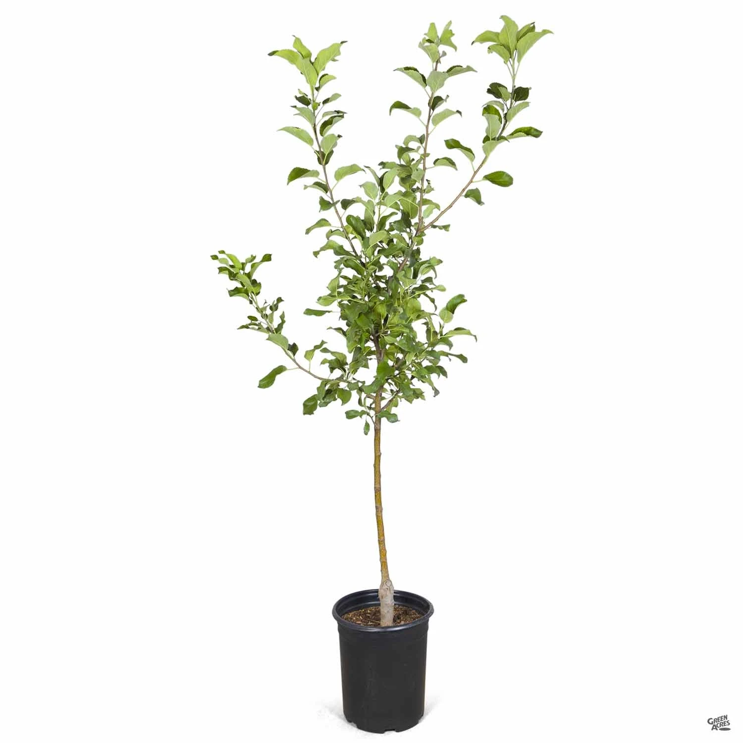 Apple 'Honeycrisp', Dwarf 3 Apple 'Honeycrisp', Dwarf - Image 3