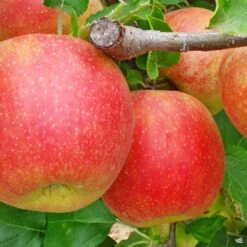 Apple 'Jonagold'