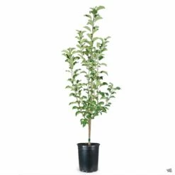 Apple 'Pink Lady', Dwarf 5 Apple 'Pink Lady', Dwarf -Fresh Tree Shop Apple Malus PinkLady 5gal a5025d43 199f 45ea 92ec 963fa6c0ac26