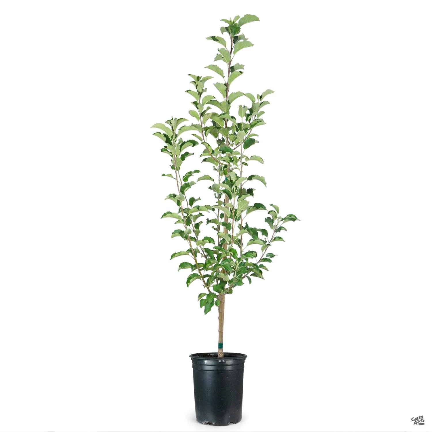 Apple 'Pink Lady', Dwarf 3 Apple 'Pink Lady', Dwarf - Image 3