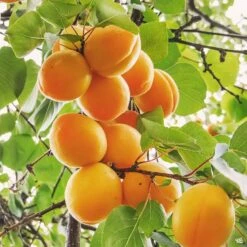Apricot 'Tropic Gold'