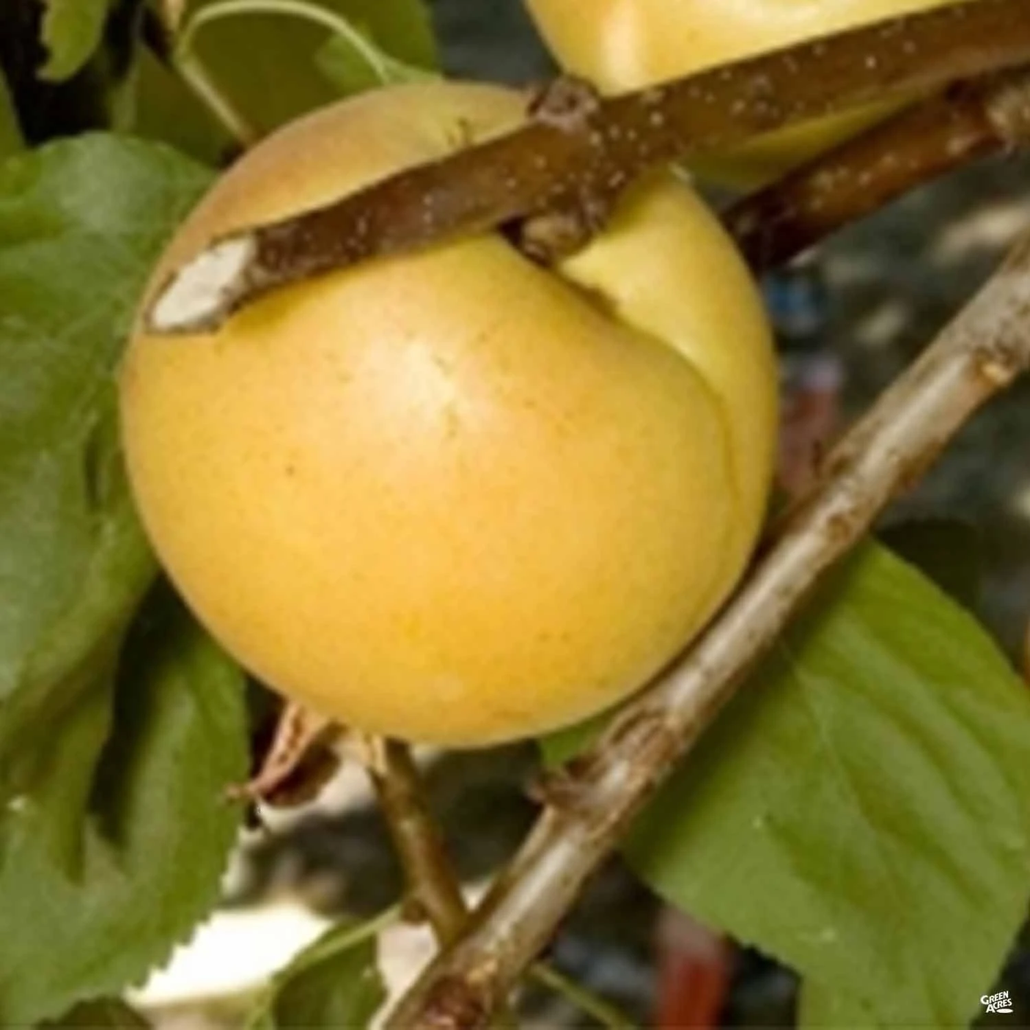 Cot-N-Candy White Aprium® Interspecific Apricot 1 Cot-N-Candy White Aprium® Interspecific Apricot