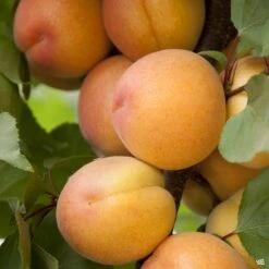 Flavor Delight Aprium® Interspecific Apricot