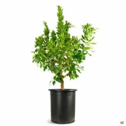 Arbutus 'Marina' Multi-Trunk -Fresh Tree Shop ArbutusMarina 15gal Multi 8c959f42 ca5d 4082 8162 0e19f0f8aaf2