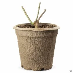 Chicago Peace® Rose -Fresh Tree Shop BarerootRose NonPatent 10inFiberPot 29a31a47 7ec6 4e7b aa2d 11a0e229b445