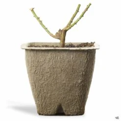 Eden® Climbing Rose -Fresh Tree Shop BarerootRose Patent 11inFiberPot 9e68517b 910f 43ff b969 d2621e35cb8b