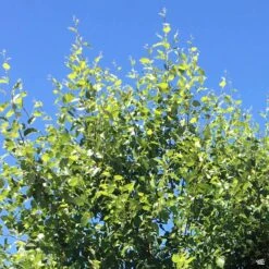 River Birch 'Dura Heat' Standard Trunk