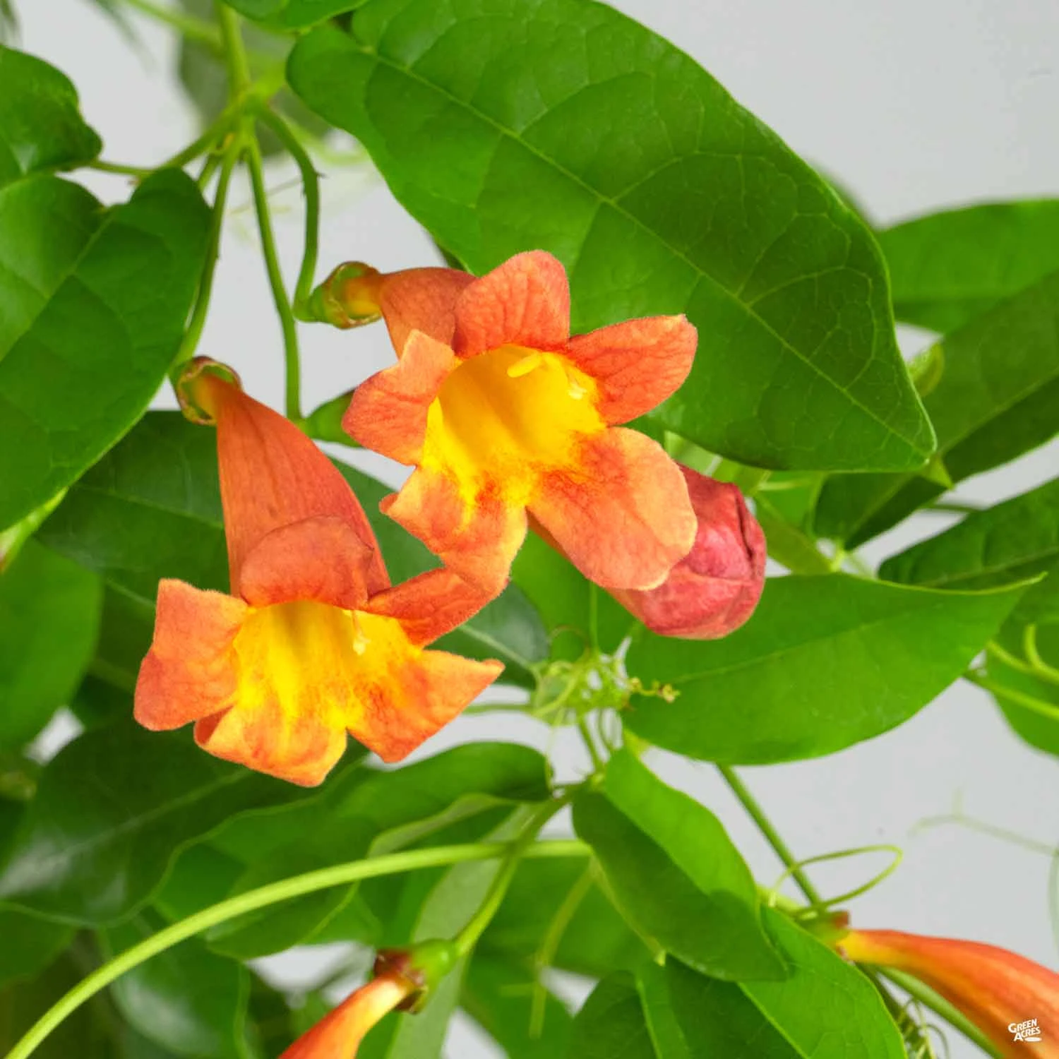 Crossvine 'Tangerine Beauty' 2 Crossvine 'Tangerine Beauty' - Image 2