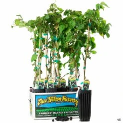 Blackberry Assorted 4" Sleeve