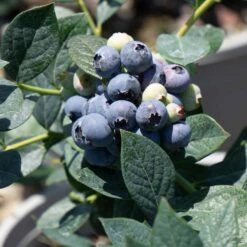 Blueberry 'Misty'