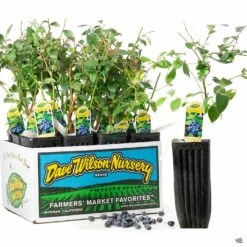 Blueberry Assorted 4" Sleeve