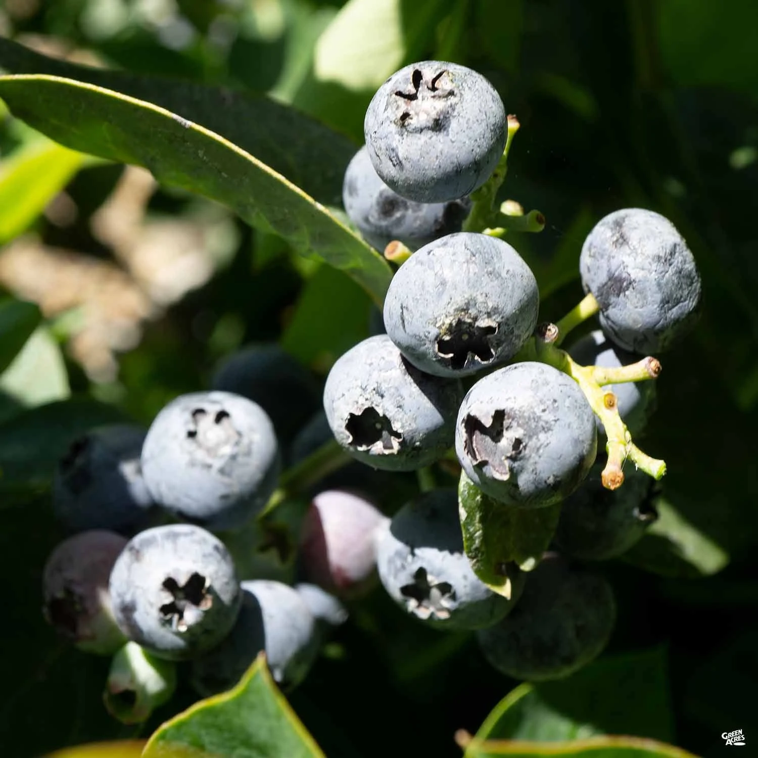 Blueberry 'Spartan' 2 Blueberry 'Spartan' - Image 2