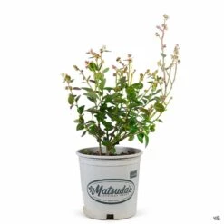 Blueberry 'Spartan' 5 Blueberry 'Spartan' -Fresh Tree Shop Blueberry Spartan 2gal fa7bb29e 20f8 4a27 b368 7c67bfe1ead6