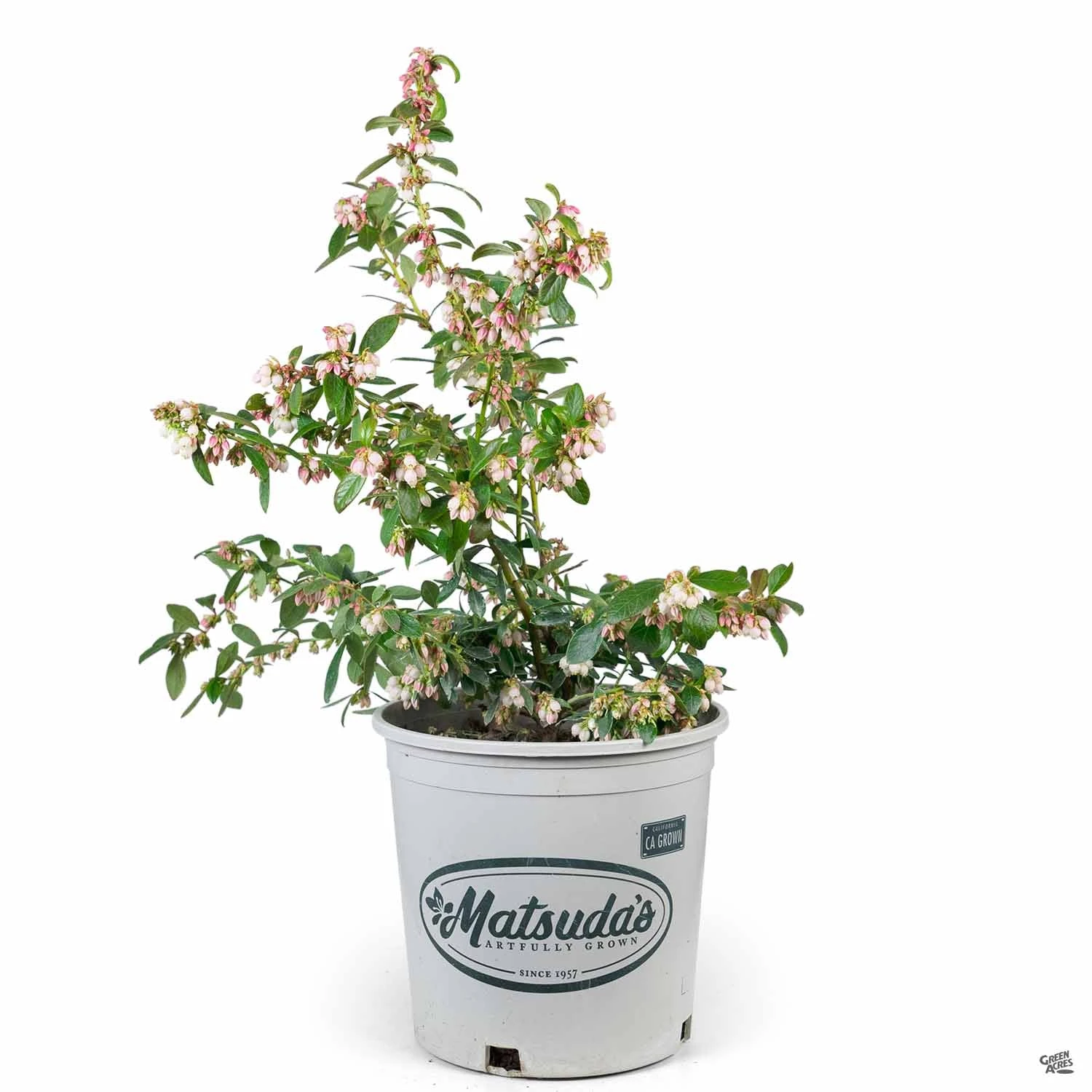 Blueberry 'Sunshine Blue' 2 Blueberry 'Sunshine Blue' - Image 2