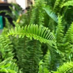 Boston Fern