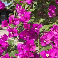 Fresh Tree Shop -Fresh Tree Shop Bouganvillea Purple