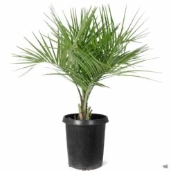 Pindo Palm -Fresh Tree Shop Butia JellyPalm 15gal c95ada0e 4ec7 4f92 8107 e5e9642cd8f3