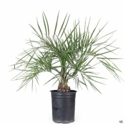 Pindo Palm -Fresh Tree Shop Butia JellyPalm 5gal 9850844b 6f6d 4d59 b95e 01386bcf2315