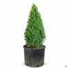 English Boxwood Cone Topiary