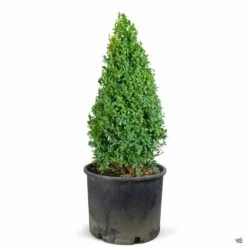 English Boxwood Cone Topiary