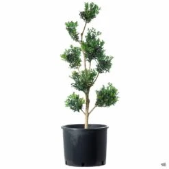 English Boxwood Pom Pom Topiary