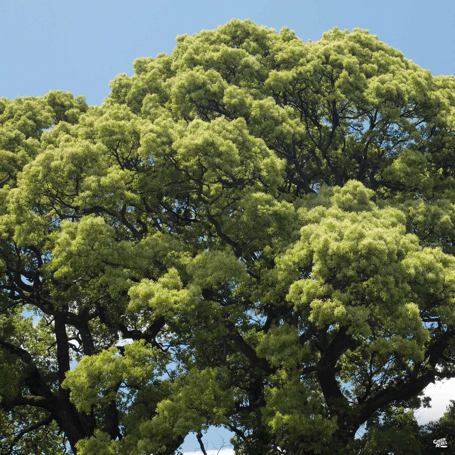 Camphor Tree 2 Camphor Tree - Image 2