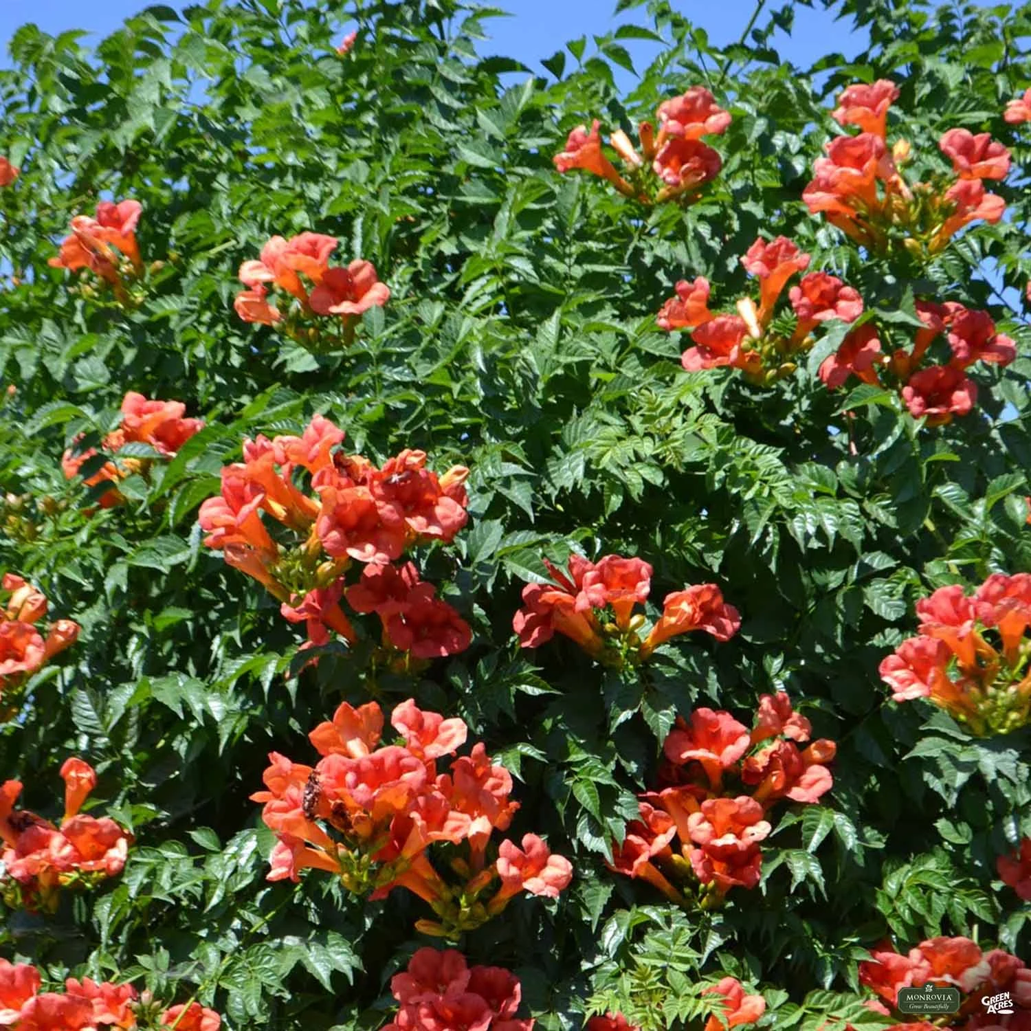 Balboa Sunset® Trumpet Vine | Monrovia 1 Balboa Sunset® Trumpet Vine | Monrovia