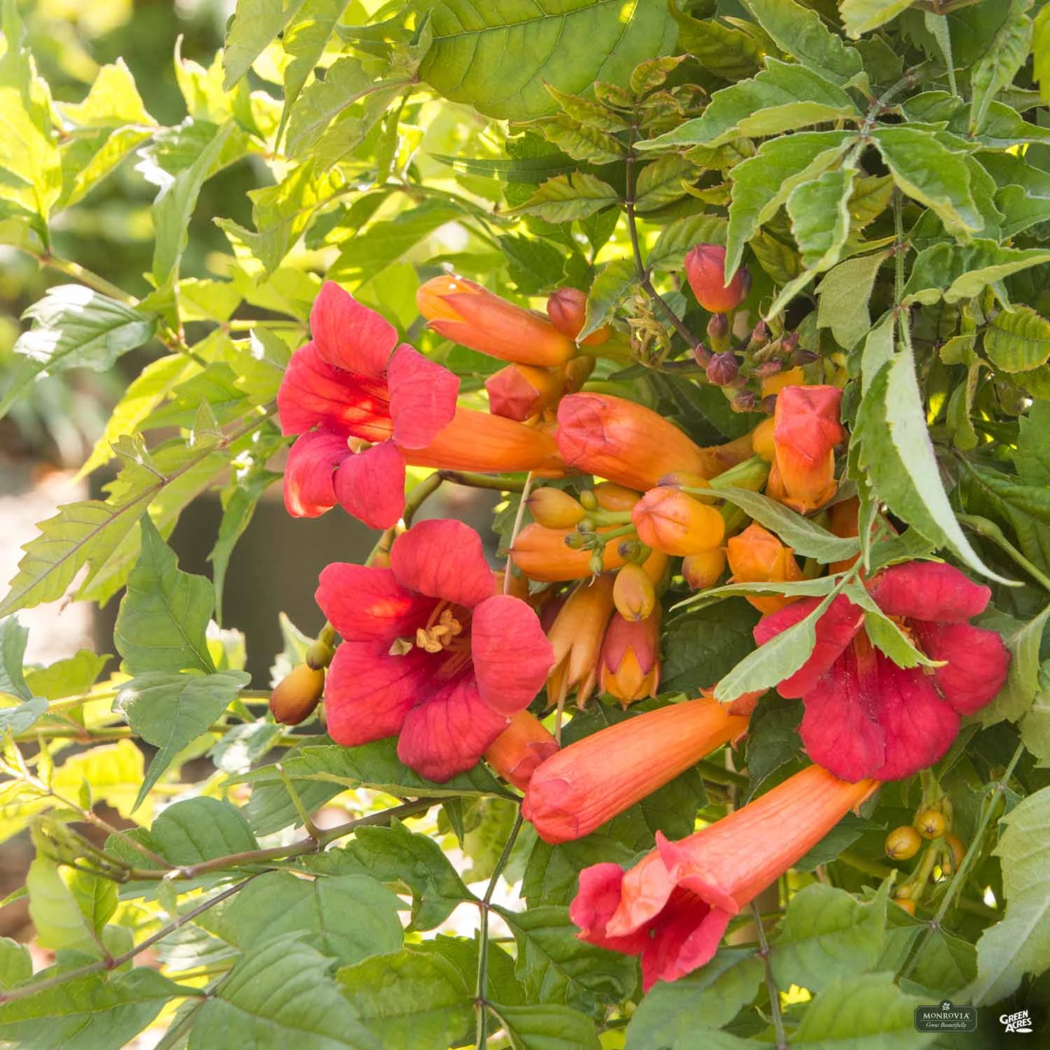 Balboa Sunset® Trumpet Vine | Monrovia 2 Balboa Sunset® Trumpet Vine | Monrovia - Image 2