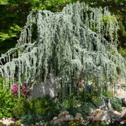 Weeping Blue Atlas Cedar