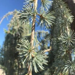Weeping Blue Atlas Cedar -Fresh Tree Shop CedrusAtlantica GlaucaPendula WeepingBlueAtlasCedar Needles