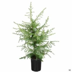 Deodar Cedar -Fresh Tree Shop Cedrus DeodarCedar 5gal2 93752f85 9575 42f6 bb0a 9883eb63f2b3