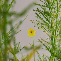 Palo Verde 'Desert Museum' Multi-Trunk -Fresh Tree Shop Cercidium PaloVerde Detail