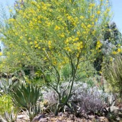 Palo Verde 'Desert Museum' Multi-Trunk -Fresh Tree Shop Cercidium PaloVerde MultiTrunk