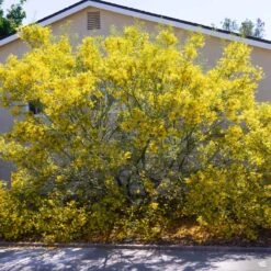 Palo Verde 'Desert Museum' Multi-Trunk -Fresh Tree Shop Cercidium PaloVerde MultiTrunk3