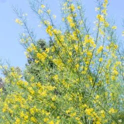 Palo Verde 'Desert Museum' Multi-Trunk -Fresh Tree Shop Cercidium PaloVerde Tips