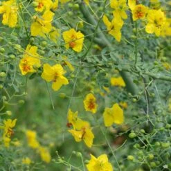 Palo Verde 'Desert Museum' Multi-Trunk -Fresh Tree Shop Cercidium PaloVerde detail2