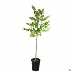 Oklahoma Redbud 10 Oklahoma Redbud -Fresh Tree Shop Cercis Oklahoma 15galStd fa245bba c382 4534 831f beddd405a14e