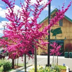 Oklahoma Redbud 8 Oklahoma Redbud -Fresh Tree Shop Cercis Oklahoma GANSElkGrove