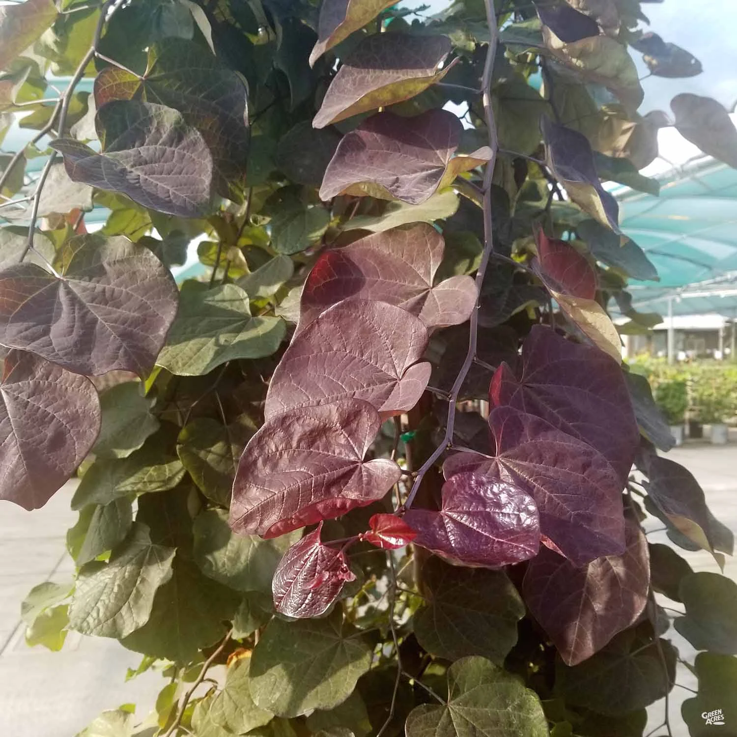 Eastern Redbud 'Ruby Falls' 1 Eastern Redbud 'Ruby Falls'