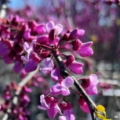 Traveller Weeping Redbud