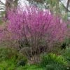 Western Redbud Multi-Trunk