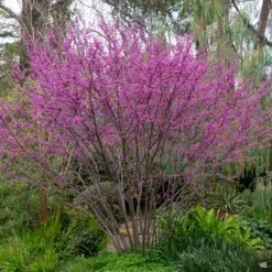 Western Redbud Multi-Trunk