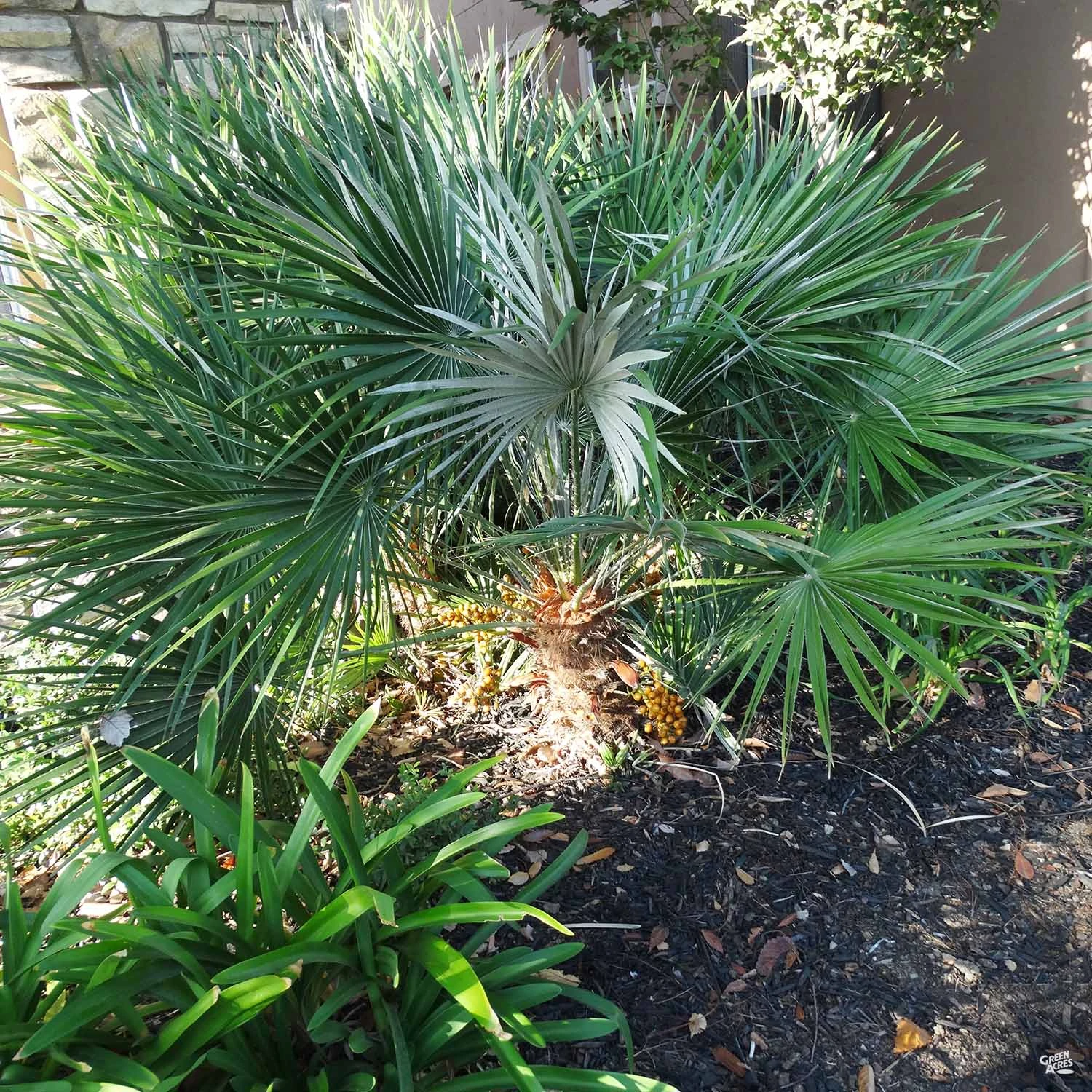 Mediterranean Fan Palm 2 Mediterranean Fan Palm - Image 2