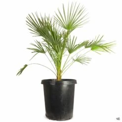 Mediterranean Fan Palm 9 Mediterranean Fan Palm -Fresh Tree Shop Chamaerops EuropeanFanPalm 15gal 38430b91 6472 4746 843a f29796b8fec8