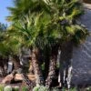 Mediterranean Fan Palm