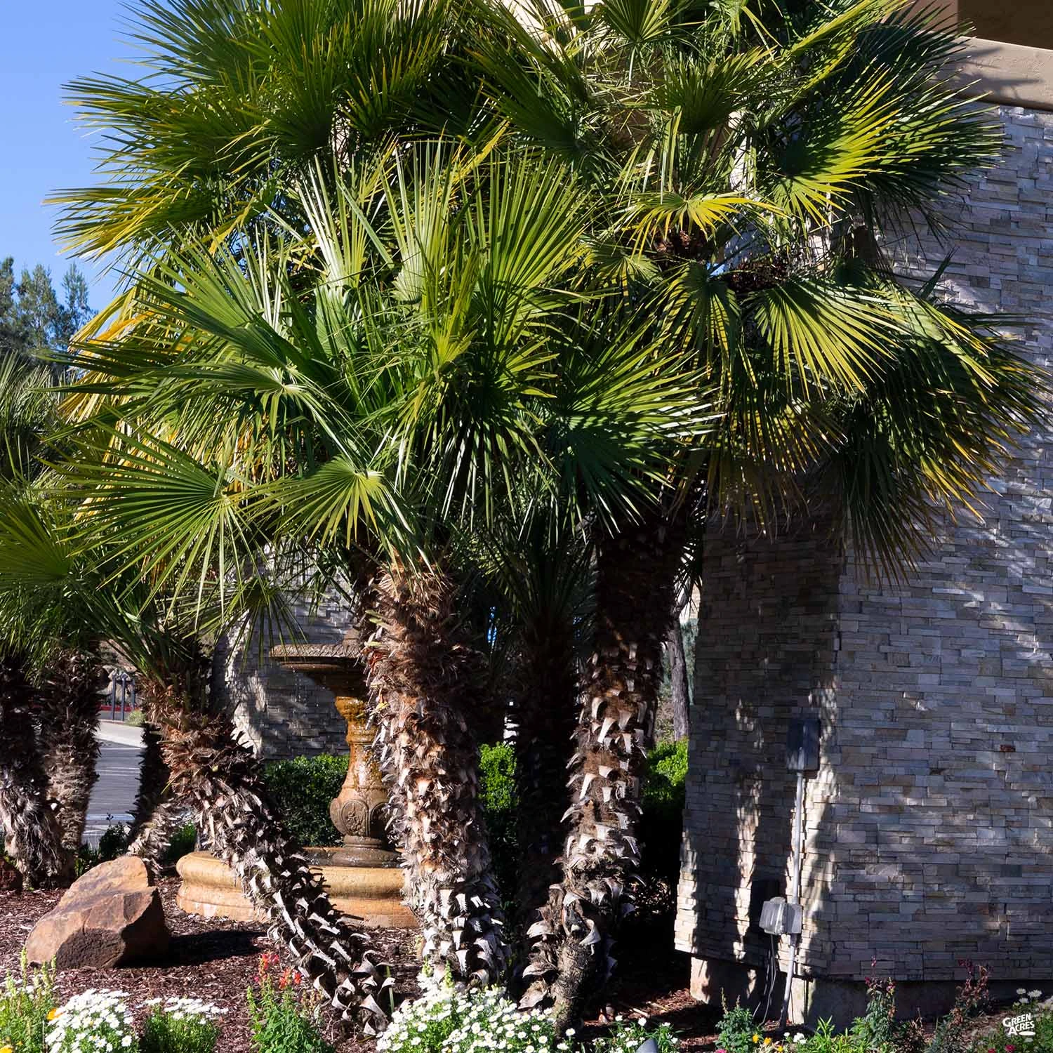 Mediterranean Fan Palm 1 Mediterranean Fan Palm