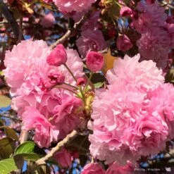 Flowering Cherry 'Kwanzan'
