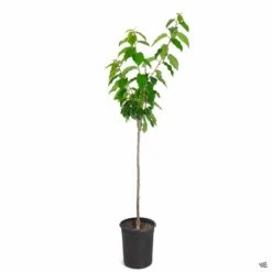 Cherry 'North Star Sour' -Fresh Tree Shop Cherry Prunus Lapins 5gal d8680a5b ab1d 44c5 9554 7adda17fead0