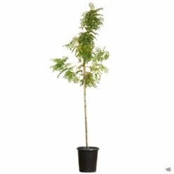 Chinese Pistache -Fresh Tree Shop ChinesePistache 15gal 7667fc49 5a25 4989 9754 559d8a920a29