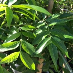 Chinese Pistache 'Keith Davey'